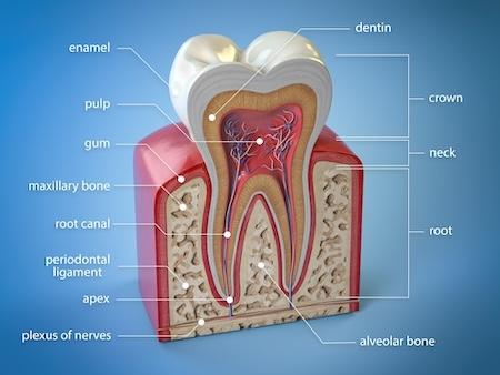 diagram of tooth root to better understand root canal therapy in bakersfield
